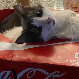 Meet your Posher, Ryan